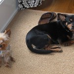 Brownie and Tater love it when Coastal Pet Sitting comes over!
