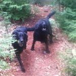 Diego and Matty, two of Coastal Pet Sitting's clients.