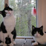 Guinness and Monty