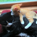 Tangie and Pepper
