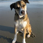 Annabelle, a happy client of Coastal Pet Sitting!